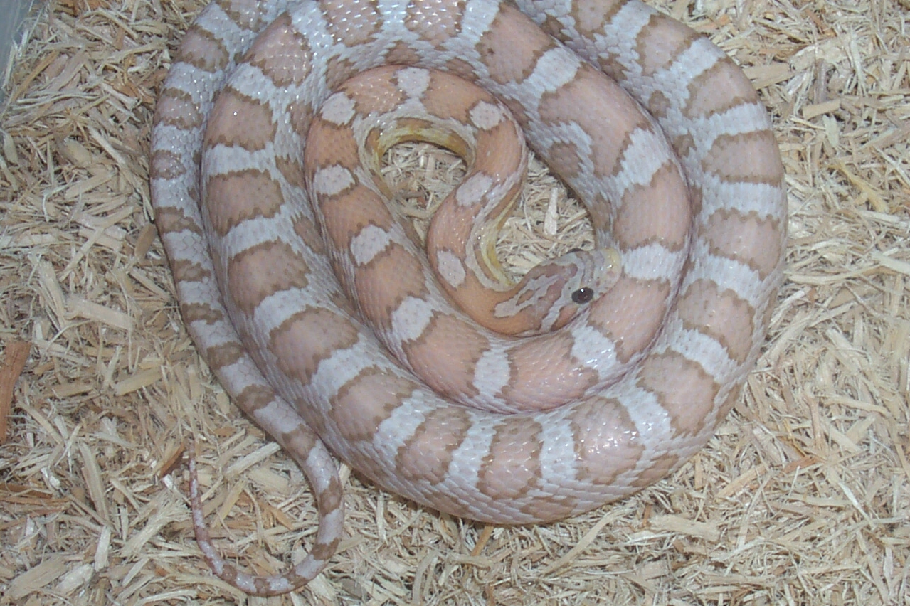Male Ghost