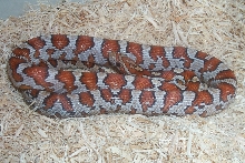 Miami het hypo