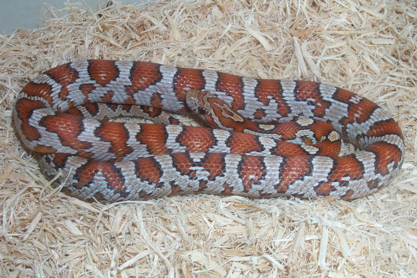 Miami het hypo