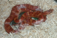 ???BLOODRED???