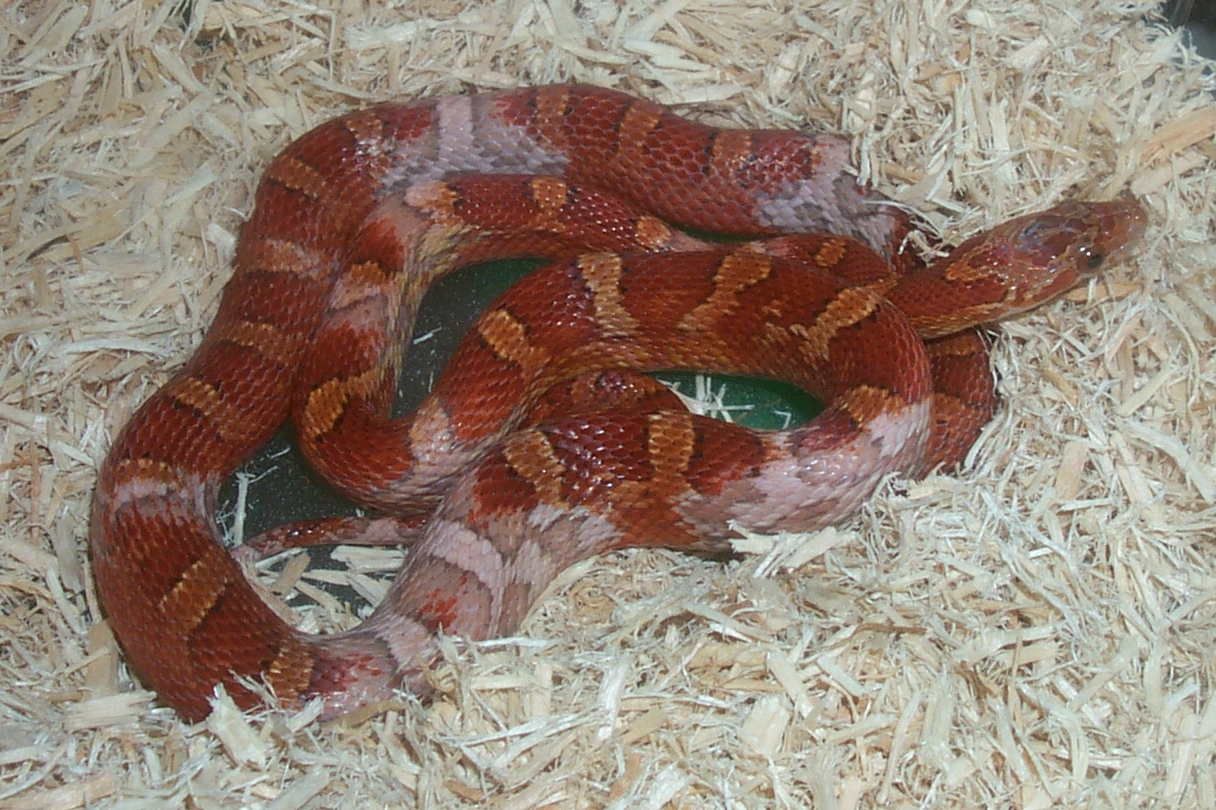 ???BLOODRED???