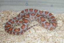 01 Miami Phase male
