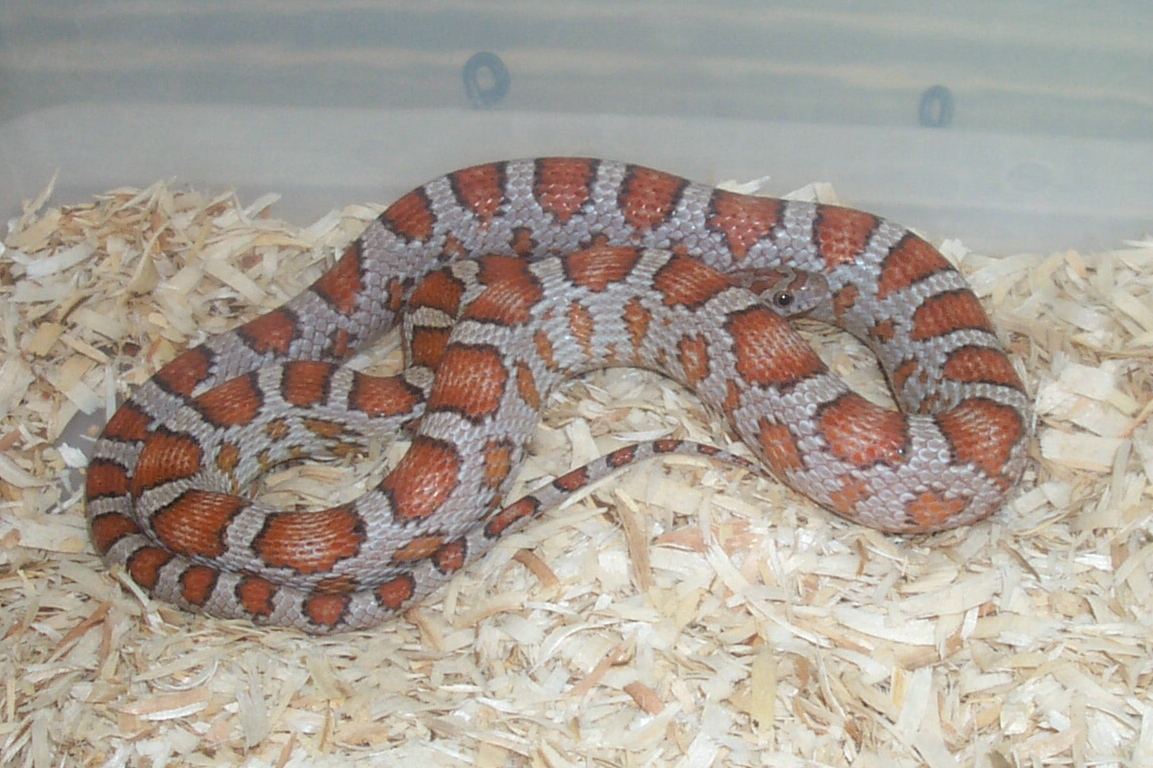 01 Miami Phase male