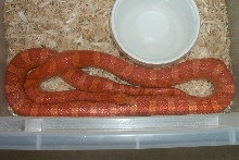 Hypo Male