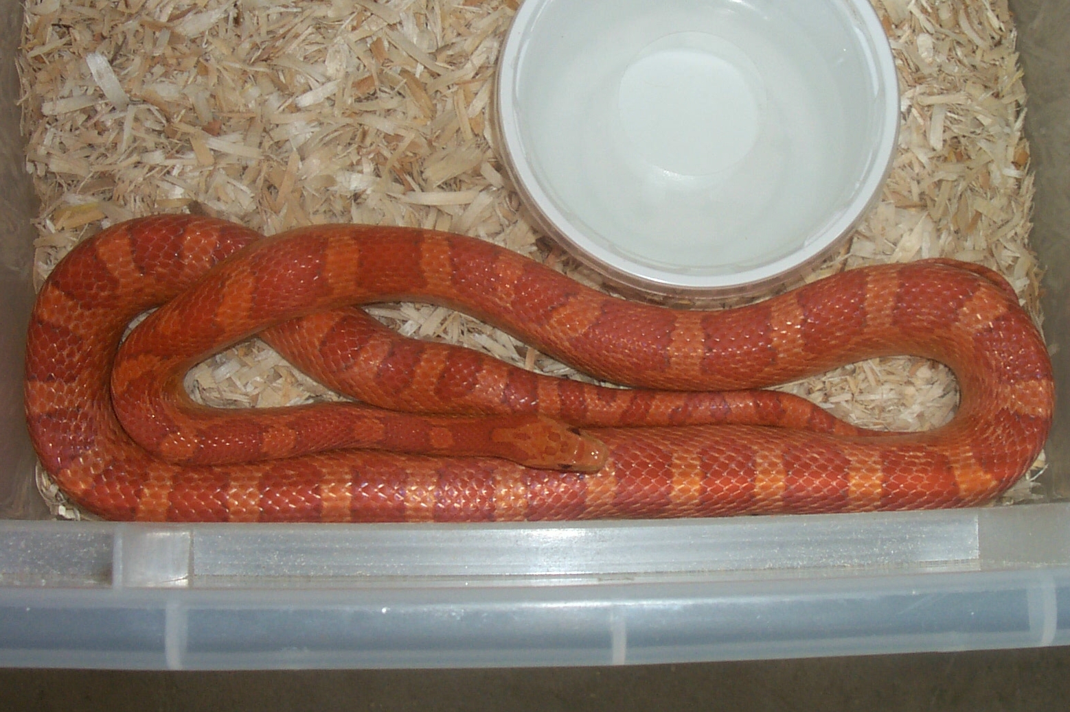 Hypo Male