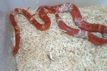 Weird Bloodred