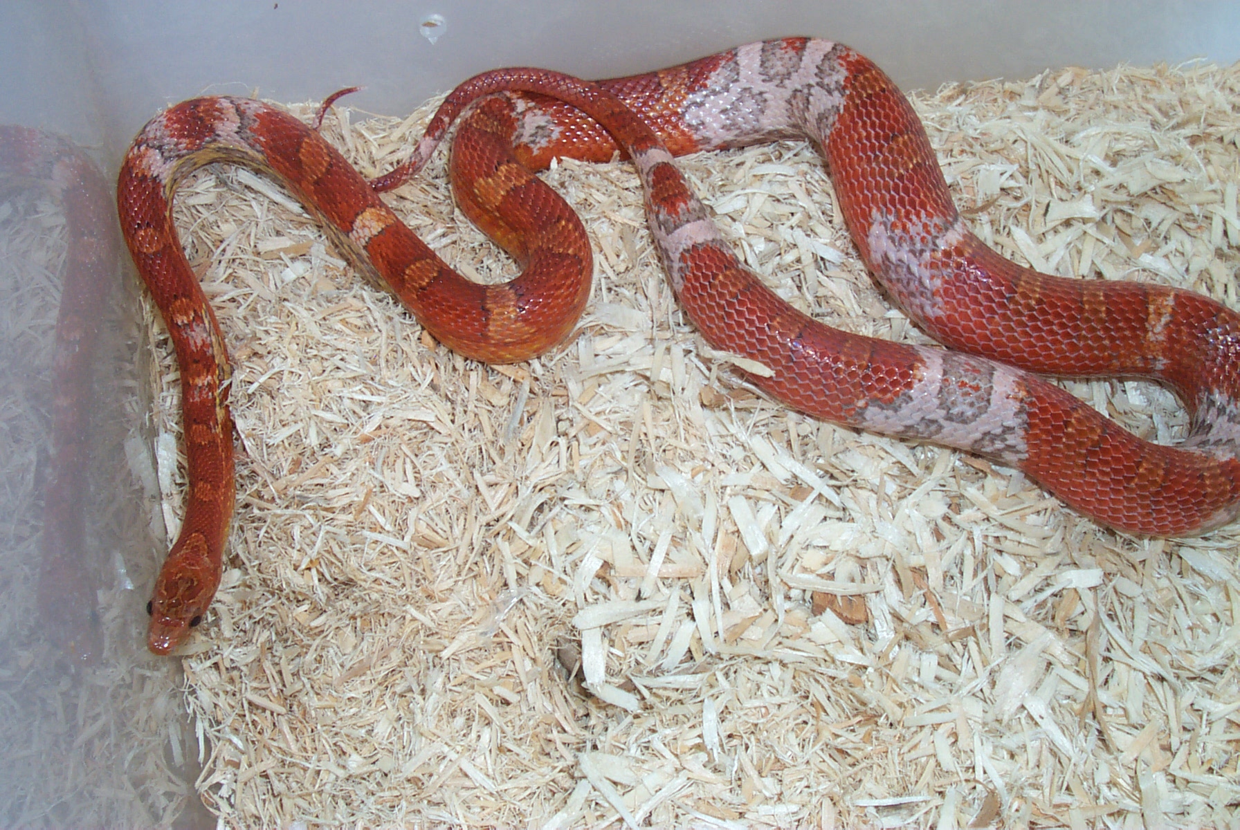 Weird Bloodred