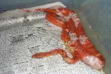 PIED BLOODRED