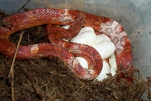 PIED BLOODRED w/ Eggs