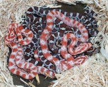Miami & Candycane Hatchlings
