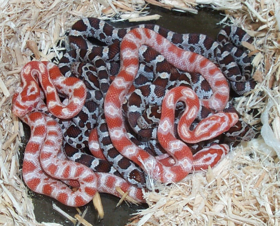 Miami & Candycane Hatchlings