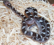 Anery A Bloodred Hatchling