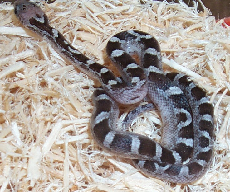 Anery A Bloodred Hatchling