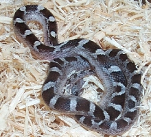 Anery A Bloodred Hatchling