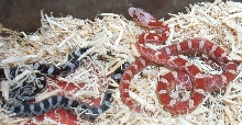 Bloodred Hatchlings