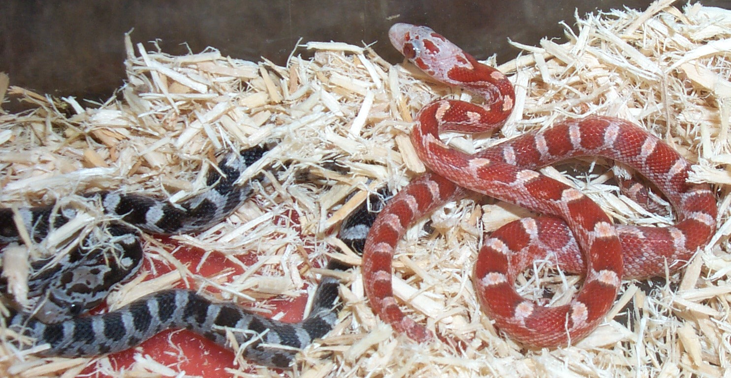 Bloodred Hatchlings