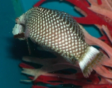 Saltwater - Austin Aquariums
