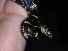 chain kingsnake