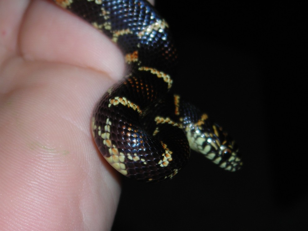 chain kingsnake