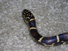 chain kingsnake