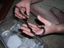chain kingsnake