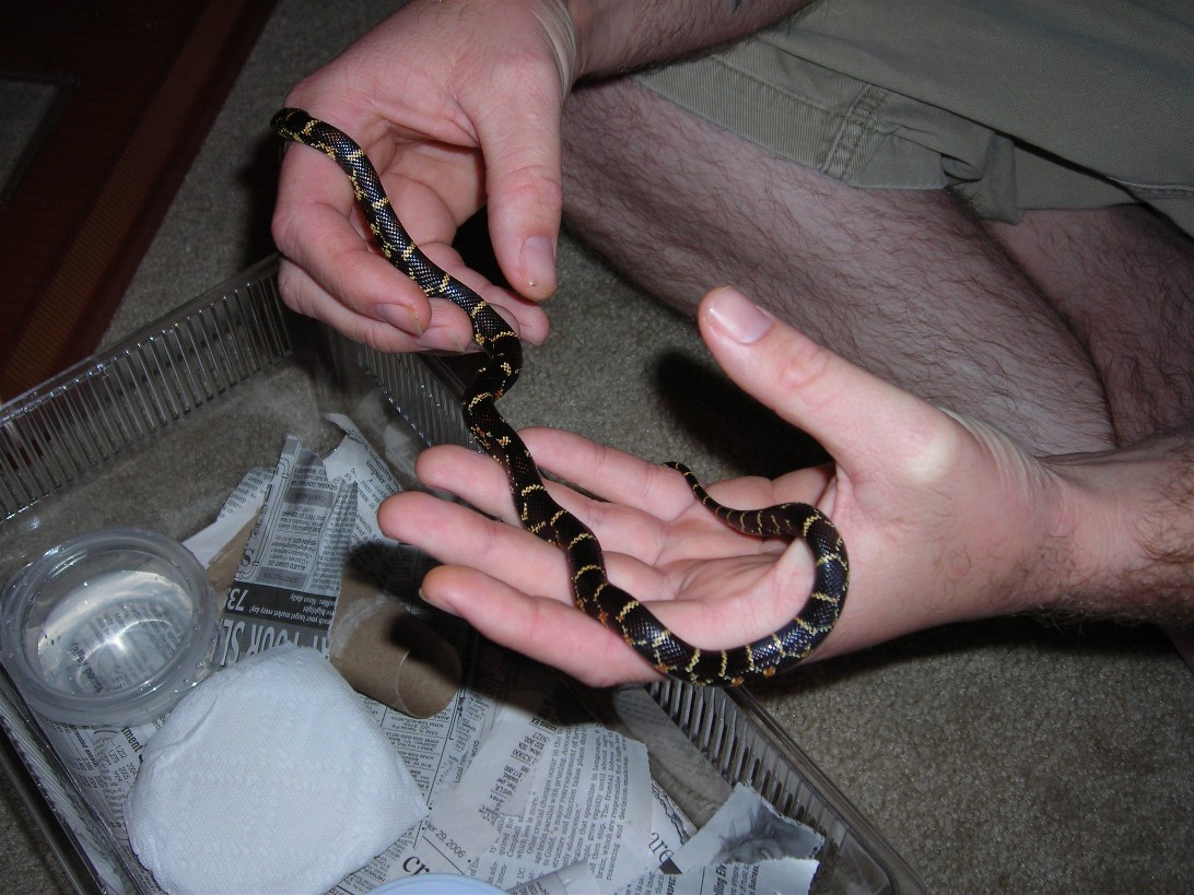 chain kingsnake
