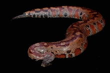 Banka Blood Female
