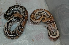 Marble Borneo Light Phase