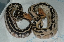 "07" Borneo hatchlings