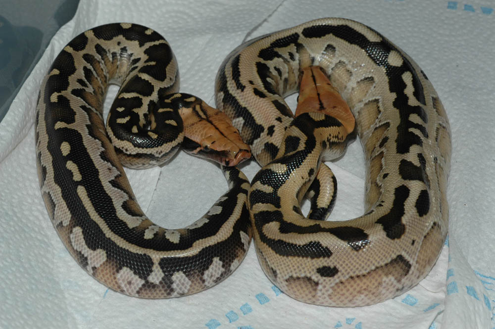 "07" Borneo hatchlings