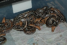 Marble Borneo Clutch "07"