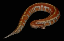 Cherry Bomb, Female
