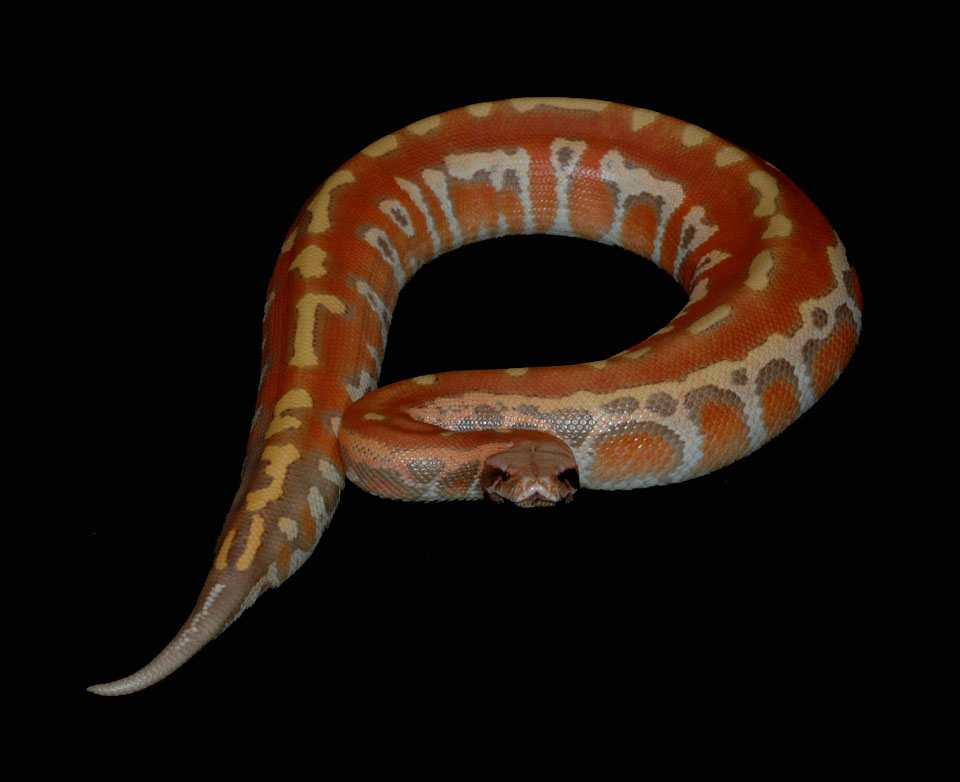 Cherry Bomb, Female