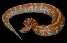 Cherry Bomb,  Male
