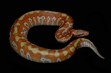 Cherry Bomb , Male