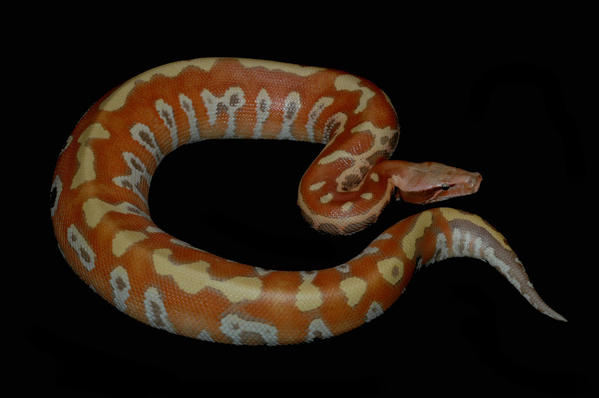 Cherry Bomb , Male