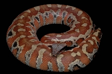 Red Blood Female