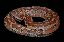 Red Blood Female 01