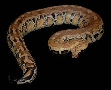 Yellow Blood Female