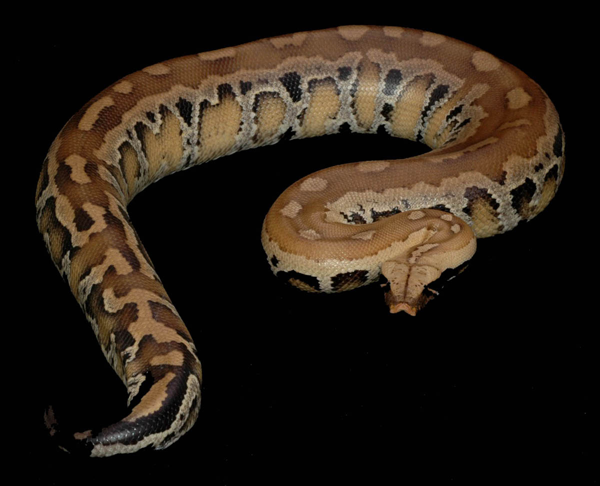 Yellow Blood Female