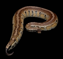 Yellow Blood Male