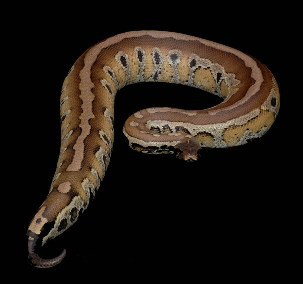 Yellow Blood Male