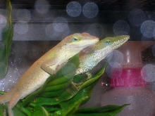 Female Anoles