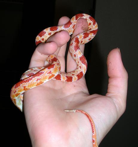 Baby Corn