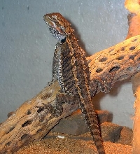 Big Ozzy