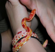 Corn Snake