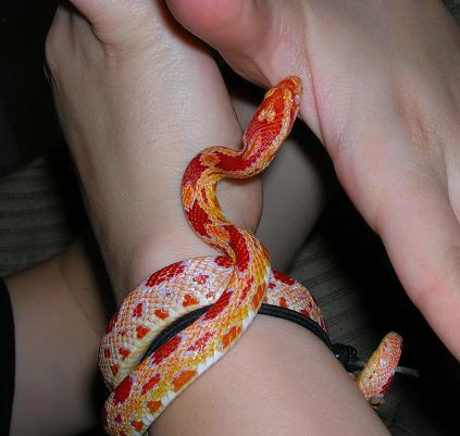 Corn Snake