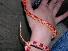 Corn Snake