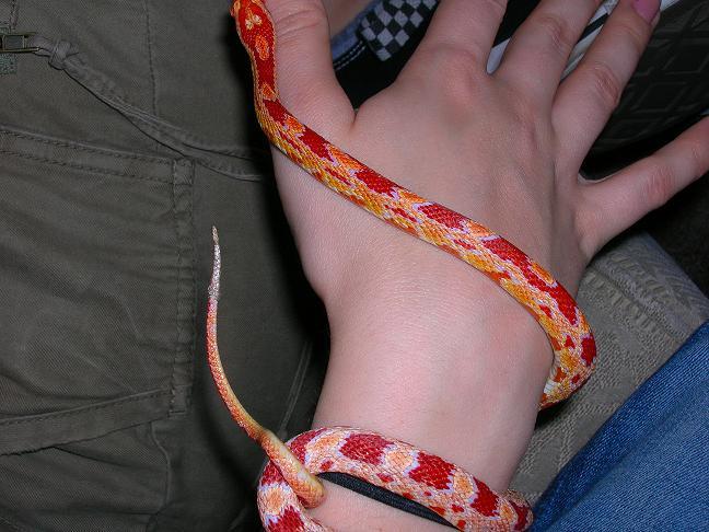 Corn Snake