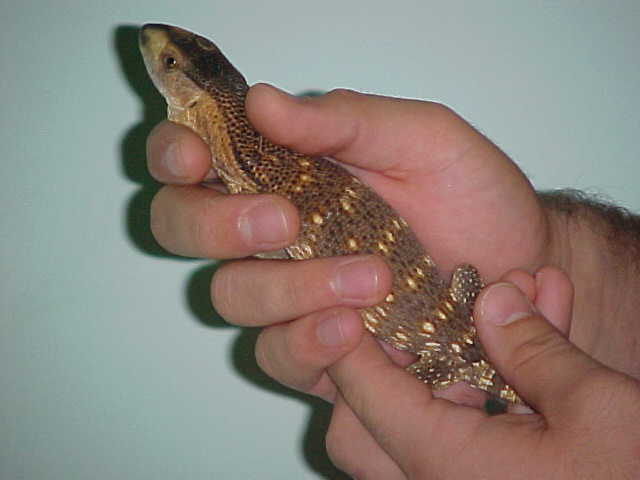 CBB Blackthroat Monitor